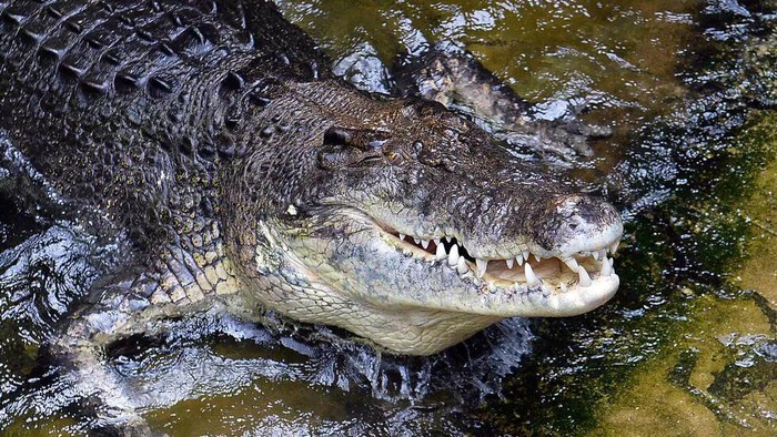 Penasaran Cara Buaya Meningkat  Biak? Ini Metode Reproduksinya